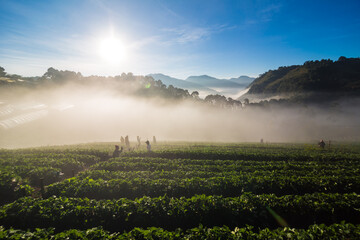 Morning sunrise on mountain hill with strawberry field with fog