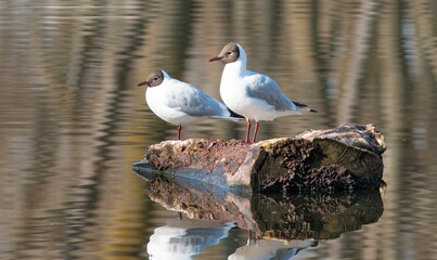 seagull on the water