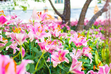Beautiful pink lily botanical outdoor garden flower blooming - 774925013