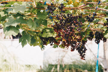 Red grape on vine tree branch botanical garden - 774925038