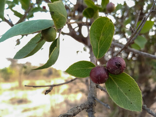 Flacourtia indica fruits in the jungle