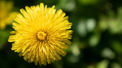 yellow flower in nature