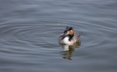 duck, water, bird, nature, lake, wildlife, animal, swimming, pond, mallard, feather, birds, wild, swim, beak, waterfowl, river, blue, grebe, ducks, reflection, brown, feathers, wing
