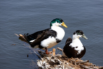 duck, water, bird, nature, lake, wildlife, animal, swimming, pond, mallard, feather, birds, wild, swim, beak, waterfowl, river, blue, grebe, ducks, reflection, brown, feathers, wing