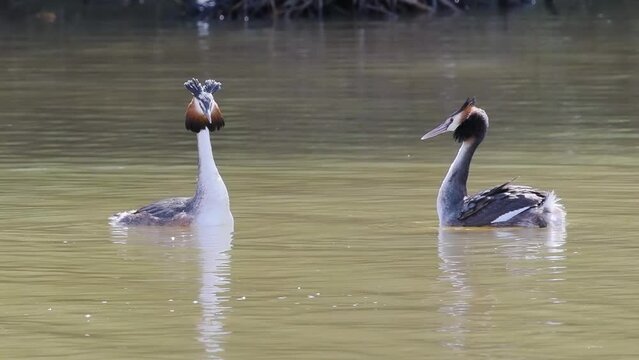 Great Crested Grebes Mirroring During Courtship in Slow Motion