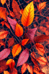 Autumn Elegance. Rich colors and textures of fall foliage at sunset - 774931018