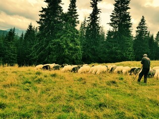 person and sheep in a meadow