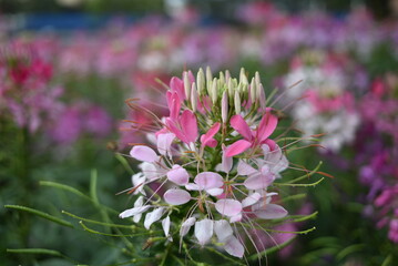 Spiny spiderflower after the rain in a park of Da Lat, Viet Nam.