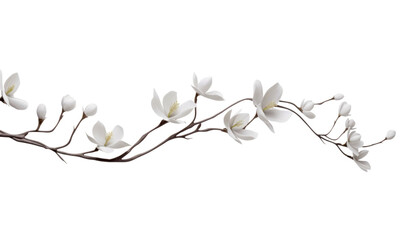 white flowers branch isolated on transparent background cutout