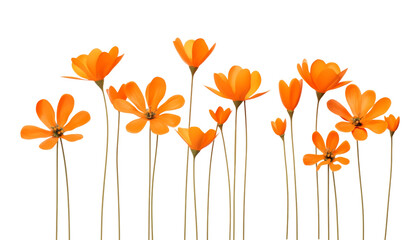 orange flowers foreground isolated on transparent background cutout - obrazy, fototapety, plakaty