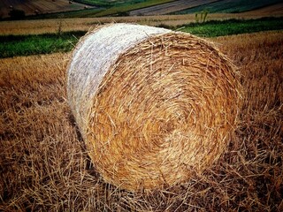 hay bales in the field