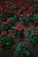Red sage Piccolo grow in a park of Da Lat, Viet Nam