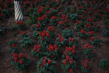 Red sage Piccolo grow in a park of Da Lat, Viet Nam
