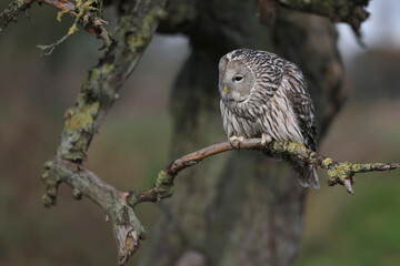 An Ural Owl perched in a tree
