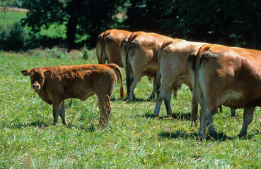 Vache, femelle et jeune, race Limousine