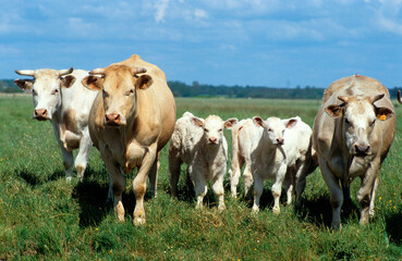 Vache, troupeau , jeunes, race Blonde d'Aquitaine