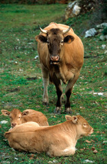 Vache , race Béarnaise, Vallée d'Ossau, 64, Pyrénées Atlantiques