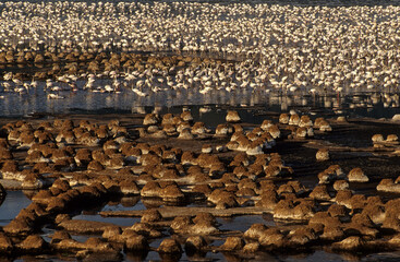 Obraz premium Flamant nain, phoenicopterus minor, Lesser Flamingo, colonie, nids, parc national du lac Bogoria, Kenya