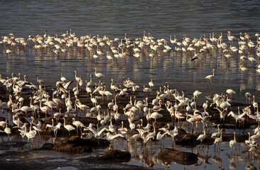 Flamant nain, phoenicopterus minor, Lesser Flamingo, colonie, nids,  parc national du lac Bogoria, Kenya