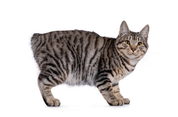 Gorgeous young Kurilian Bobtail cat kitten, standing side ways. Looking towards camera. isolated on a white background.