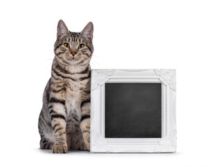 Gorgeous young Kurilian Bobtail cat kitten, sitting beside white image frame filled with capy space blackboard. Looking towards camera. isolated on a white background.