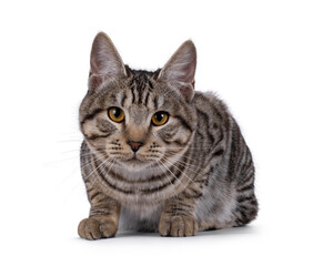 Gorgeous young Kurilian Bobtail cat kitten, layingdpwn facing front. Looking towards camera. isolated on a white background.