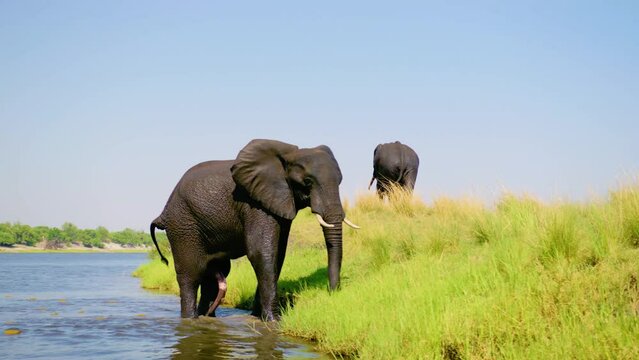 An African elephant moving out of river with erectile penis. Elephants reproductive parts in breeding season. Elephants mating.