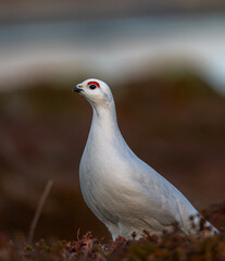Willow ptarmigan in winter plumage on bareground, mismatch due to snow melting