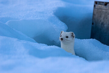 Northern stoat peeking up from the snow - Powered by Adobe