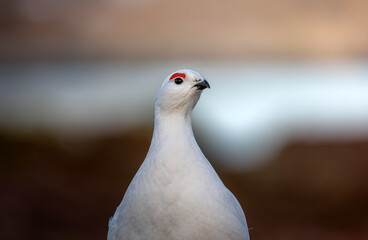 Willow ptarmigan or grouse (lagopus lagopus) closeup
