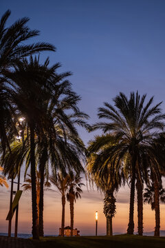 beautiful coastal view with palm trees at tropical destination, sunset in exotic tourism location