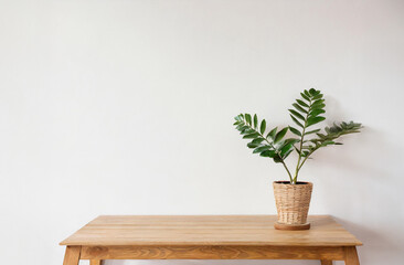 Plant on wooden table against white empty wall with copy space for product presentation. White empty shelf on a light gray