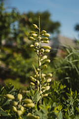 Beautiful Flower in Garden Macro Photography Bees Serenity Calming Holistic