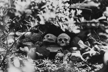 Beautiful Flower in Garden Macro Photography Bees Serenity Calming Holistic