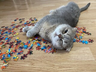Nice scottish cat on the floor and puzzle pieces details  © Elena K