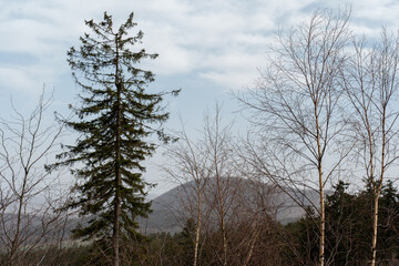 Pine trees on mountainous terrain, incredible scenery 