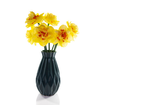 a still life with yellow orange daffodils on a white background
