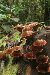 fungos em floresta amazônica no amapá 