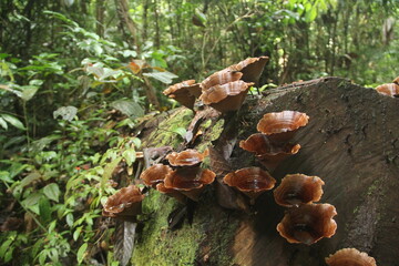 fungos em floresta amazônica no amapá 