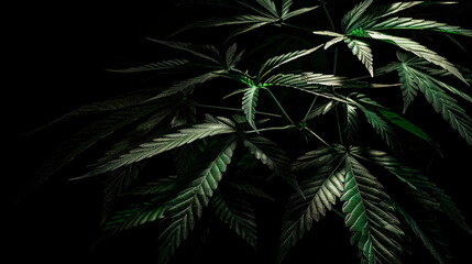 A cannabis marijuana or cannabis herb on a black dark background.