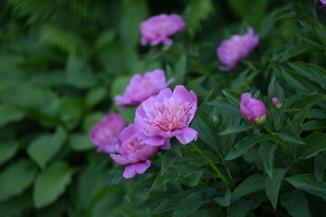 Peonies pink flowers in garden background, floral background, bokeh green background, selective...