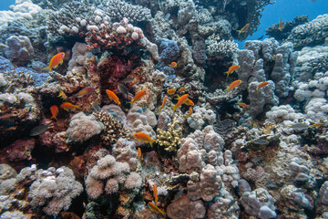 Diving Red Sea