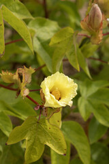 Fleur de Gossypium herbaceum