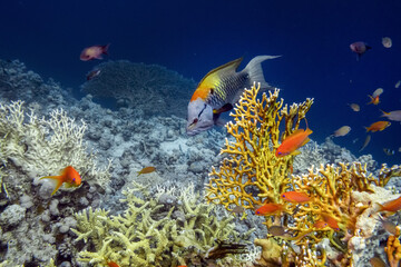 Fototapeta premium Diving Red Sea
