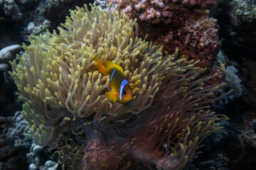 Diving Red Sea