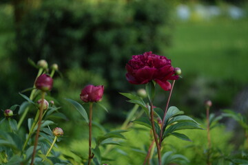 Amaranth peonies on bokeh green garden background, blooming peonies flowers in summer garden, by manual Helios lens.
