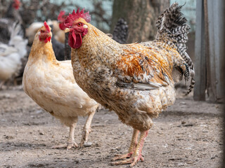 a group of chickens are standing in front of a fence.