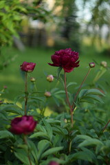 Amaranth peonies on bokeh green garden background, blooming peonies flowers in summer garden, by manual Helios lens.