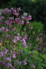 Aquilegia pink flowers, blurred background with pink flowers, soft focus, by manual helios lens.