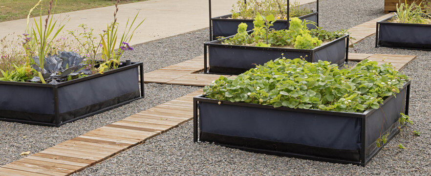 Carr&eacute;s potagers dans un espace urbain am&eacute;nag&eacute;